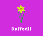 Daffodil